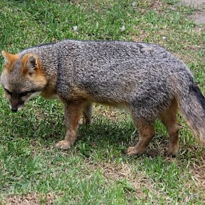 Gray fox (Urocyon cinereoargenteus venezuelae)