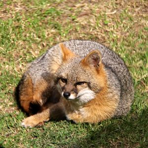Gray fox (Urocyon cinereoargenteus venezuelae)