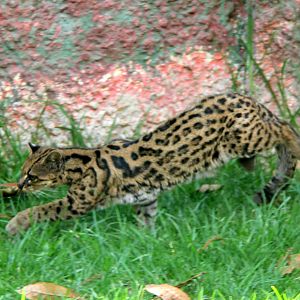 Tiger cat or oncilla (Leopardus tigrinus pardinoides)