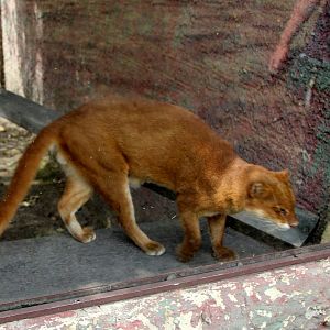 jaguarundi (Herpailurus yagouaroundi)