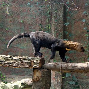 tayra (Eira barbara)