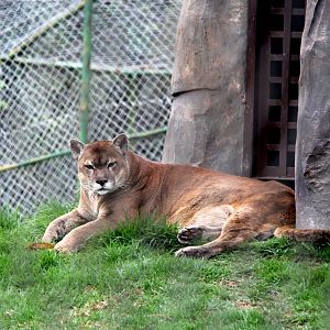 Puma (Puma concolor)