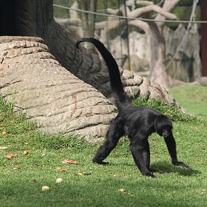 black-headed spider monkey (Ateles fusciceps)