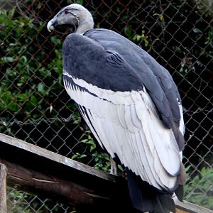 Andean condor (Vultur gryphus)