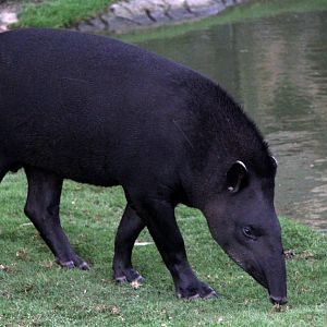 South American tapir (Tapirus terrestris columbianus) if not Tapirus kabomani