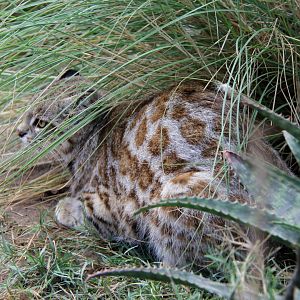 Pampas cat (Leopardus pajeros)