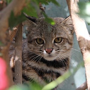 Pampas cat (Leopardus pajeros)