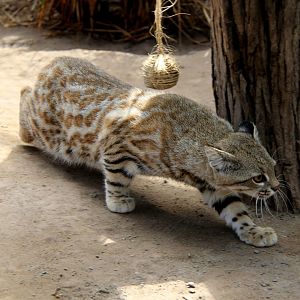 Pampas cat (Leopardus pajeros)
