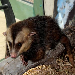 common opossum (Didelphis marsupialis)