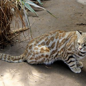 Pampas cat (Leopardus pajeros)