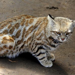 Pampas cat (Leopardus pajeros)