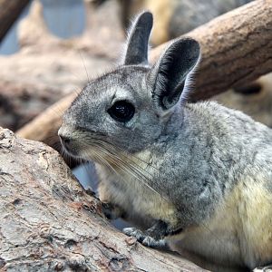 northern viscacha (Lagidium peruanum)