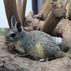 northern viscacha (Lagidium peruanum)