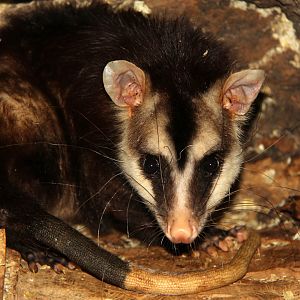 white-eared opossum (Didelphis albiventris)