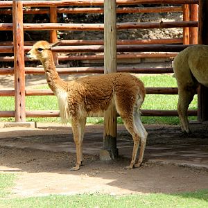 vicuña (Vicugna vicugna)