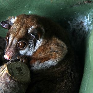 brown-eared woolly opossum (Caluromys lanatus)