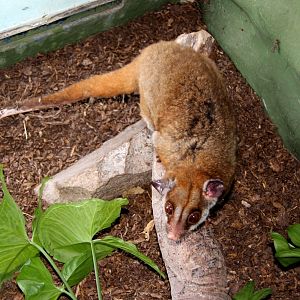 brown-eared woolly opossum (Caluromys lanatus)