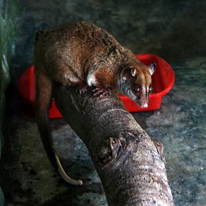 brown-eared woolly opossum (Caluromys lanatus)