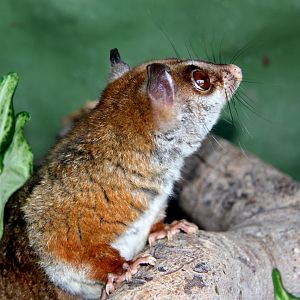 brown-eared woolly opossum (Caluromys lanatus)