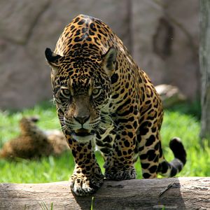 jaguar (Panthera onca)