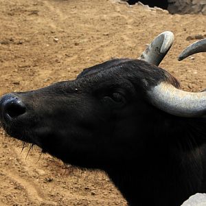 water buffalo (Bubalus bubalis)