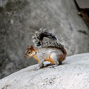 Mexican gray or red-bellied squirrel (Sciurus aureogaster)