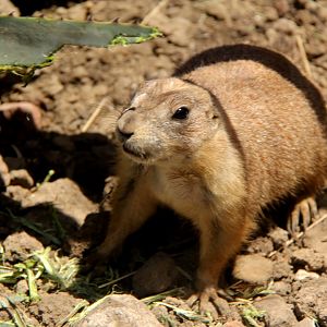 Mexican prairie dog (Cynomys mexicanus)