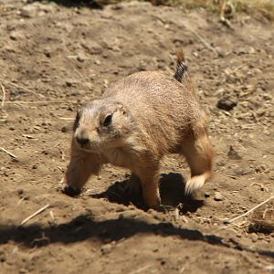 Mexican prairie dog (Cynomys mexicanus)