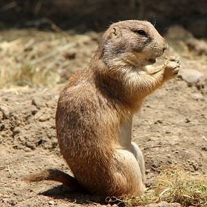 Mexican prairie dog (Cynomys mexicanus)