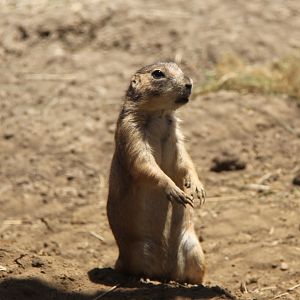 Mexican prairie dog (Cynomys mexicanus)