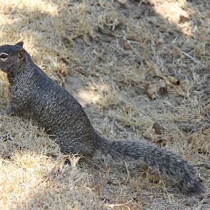 rock squirrel (Otospermophilus variegatus)