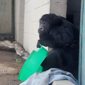 Mexican howler monkey (Alouatta palliata mexicana)