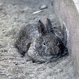 volcano rabbit (Romerolagus diazi)