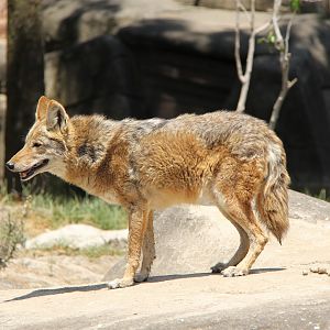 coyote (Canis latrans)