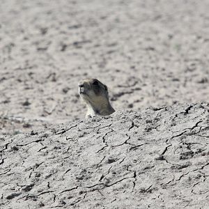 White-tailed prairie dog (Cynomys leucurus)