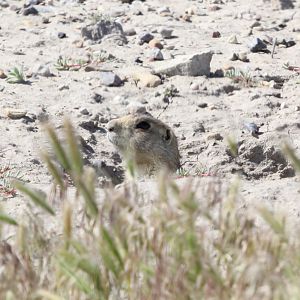 White-tailed prairie dog (Cynomys leucurus)