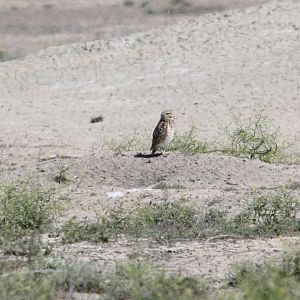 burrowing owl (Athene cunicularia)