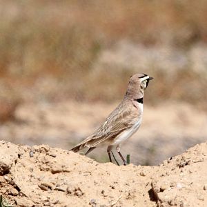 Horned Lark (Eremophila alpestris)