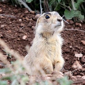 Gunnison's prairie dog (Cynomys gunnisoni)