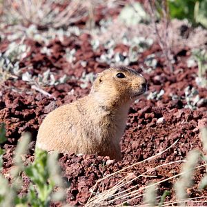 Gunnison's prairie dog (Cynomys gunnisoni)