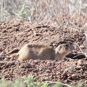 Gunnison's prairie dog (Cynomys gunnisoni)