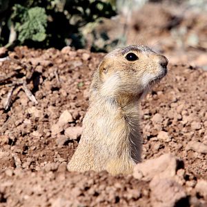 Gunnison's prairie dog (Cynomys gunnisoni)