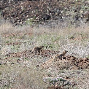 Gunnison's prairie dog (Cynomys gunnisoni)