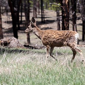 mule deer (Odocoileus hemionus)