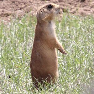 Utah prairie dog (Cynomys parvidens)