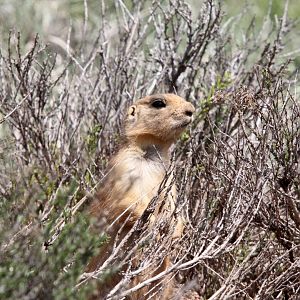Utah prairie dog (Cynomys parvidens)
