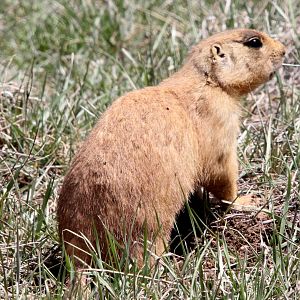 Utah prairie dog (Cynomys parvidens)
