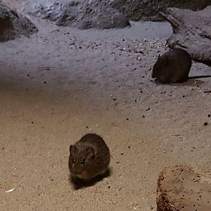 Cotton rats - Sigmodon hispidus