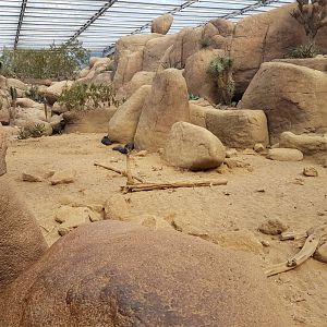 Peccary enclosure ( in the Desert )