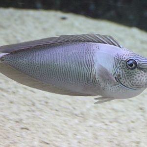 Palefin unicornfish - Naso brevirostris